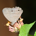 SATYRIDAE, Euptychia